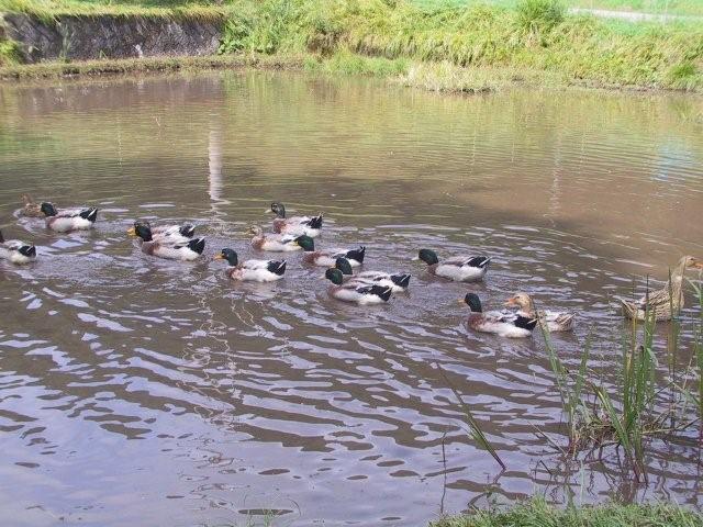 IMG_0265.jpg IMG_0265.jpg